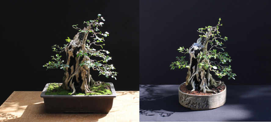 privet bonsai
